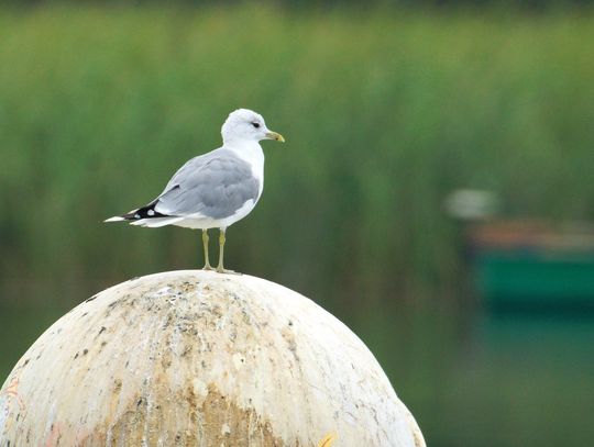 Kormoran, łyska i perkoz to najliczniej występujące ptaki na Wigrach