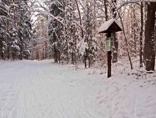 Krzywe: uważaj w lasach na śnieg