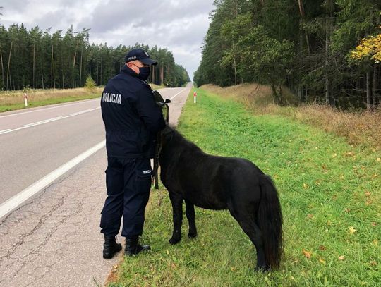 Kucyk uciekł z gospodarstwa i biegał sobie po drodze