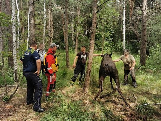 Łoś wpadł do bagna, ale szczęśliwie udało się go uratować