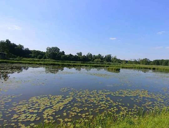 Mężczyzna utonął w stawie