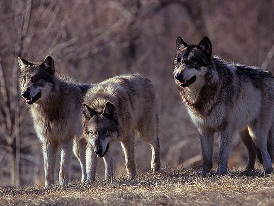 Mniej wilków w Wigierskim Parku Narodowym