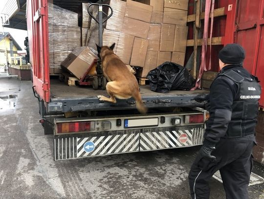 Owczarek belgijski wytropił w tirze papierosy zamiast lodówek do wina (foto+video)