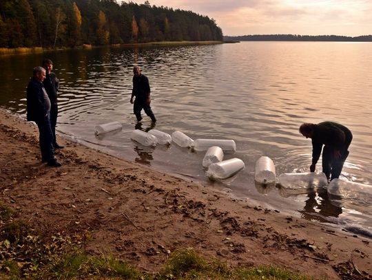 Rozpoczął się 6-letni plan zarybiania Wigier trocią jeziorową 