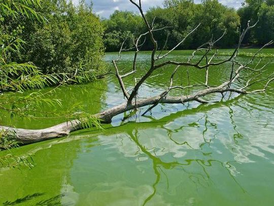  Sinice w jeziorze Wigry – zakaz kąpieli na plaży