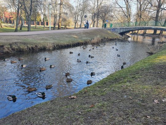 Suwałki: kaczkomaty jeszcze w tym roku