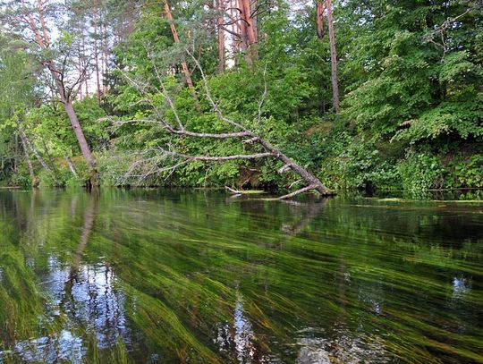 W niedzielę kajakowe sprzątanie Czarnej Hańczy