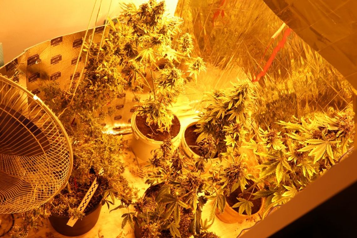 1,5 kg marihuany w domu 31-latka 