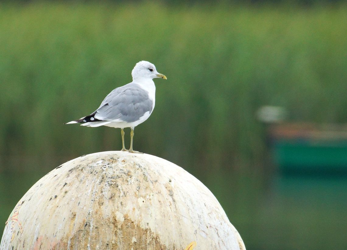 Kormoran, łyska i perkoz to najliczniej występujące ptaki na Wigrach