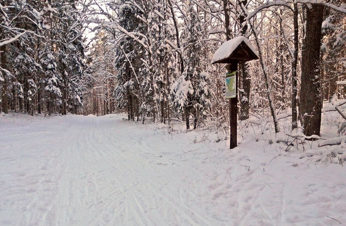 Krzywe: uważaj w lasach na śnieg