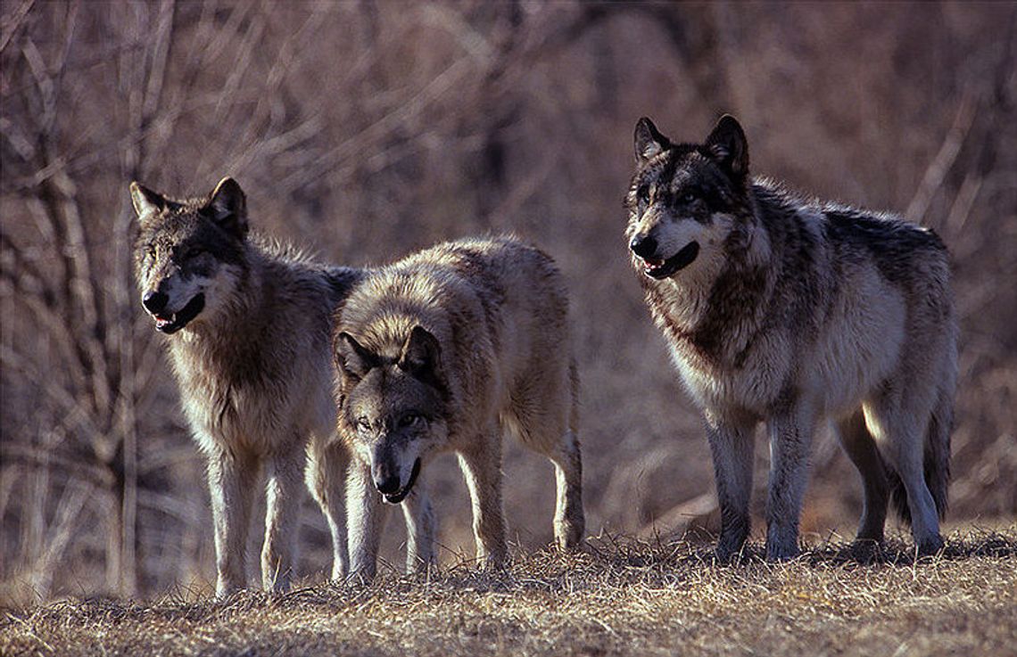 Mniej wilków w Wigierskim Parku Narodowym