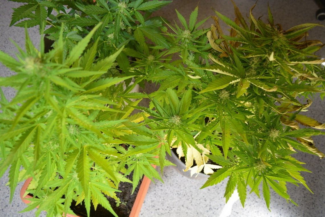 Policja znalazła plantację konopi i 26 kg marihuany w beczkach