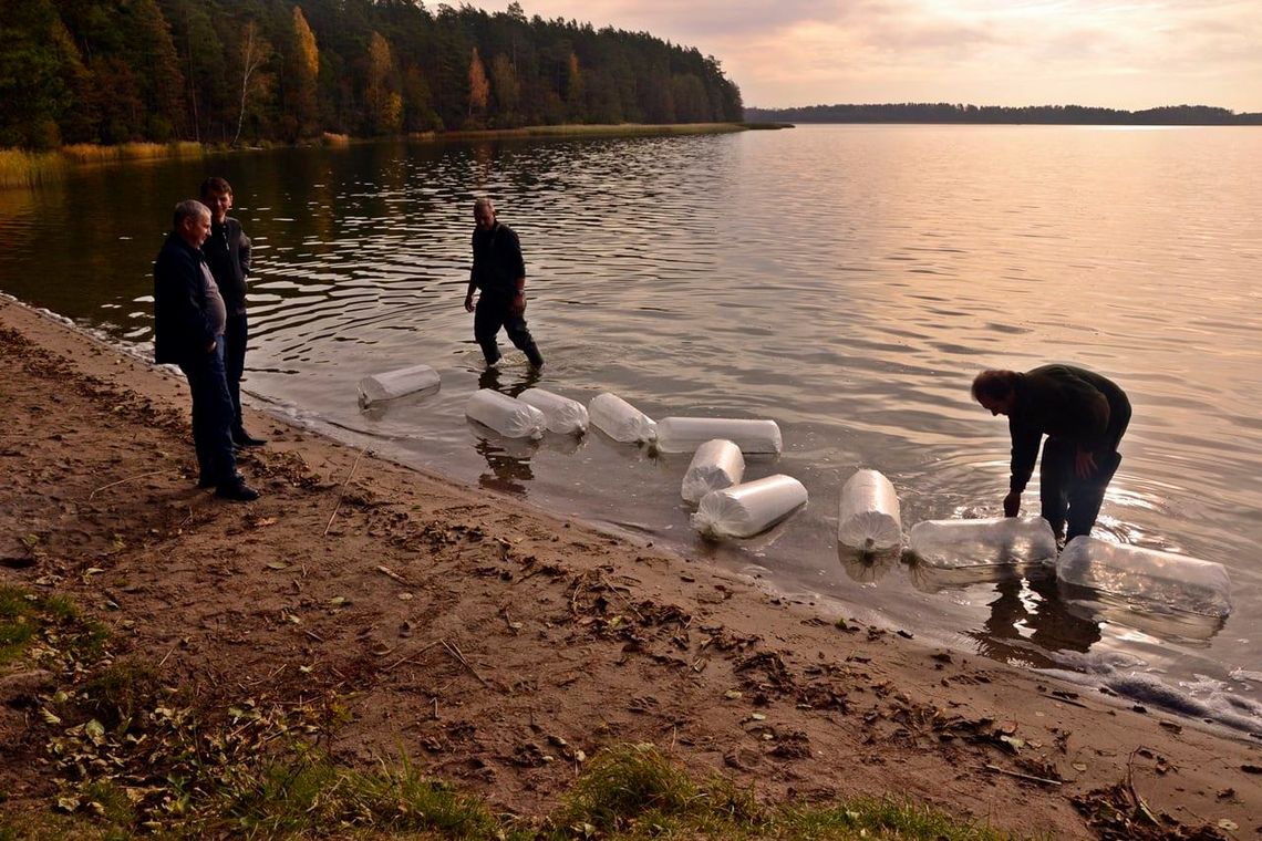 Rozpoczął się 6-letni plan zarybiania Wigier trocią jeziorową 