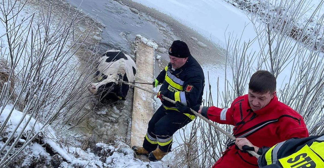 Strażacy uratowali krowę, pod którą załamał się lód