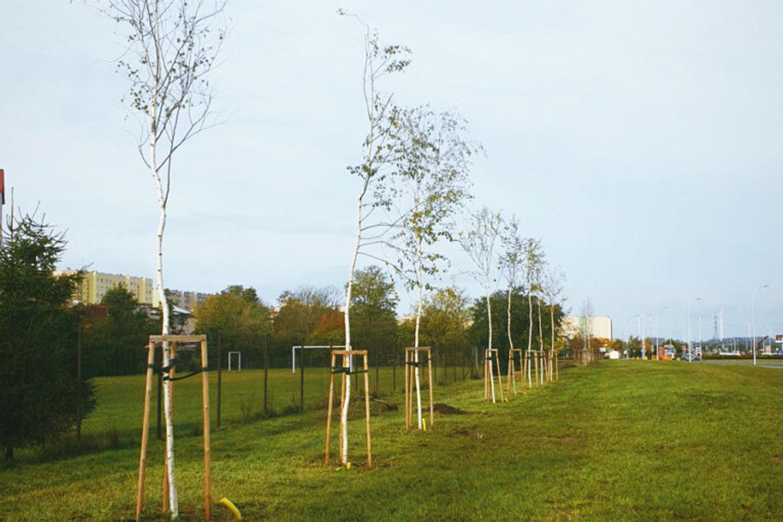 Suwałki: do końca roku zostanie posadzonych ponad 500 drzew i krzewów