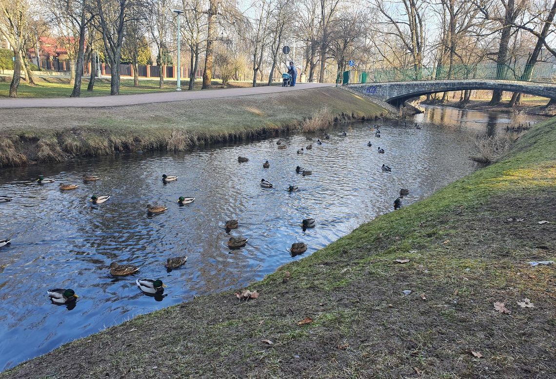 Suwałki: kaczkomaty jeszcze w tym roku