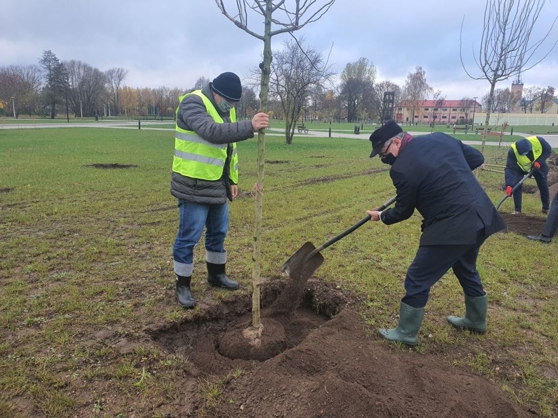 Suwałki: nowe drzewa na bulwarach nad Czarną Hańczą