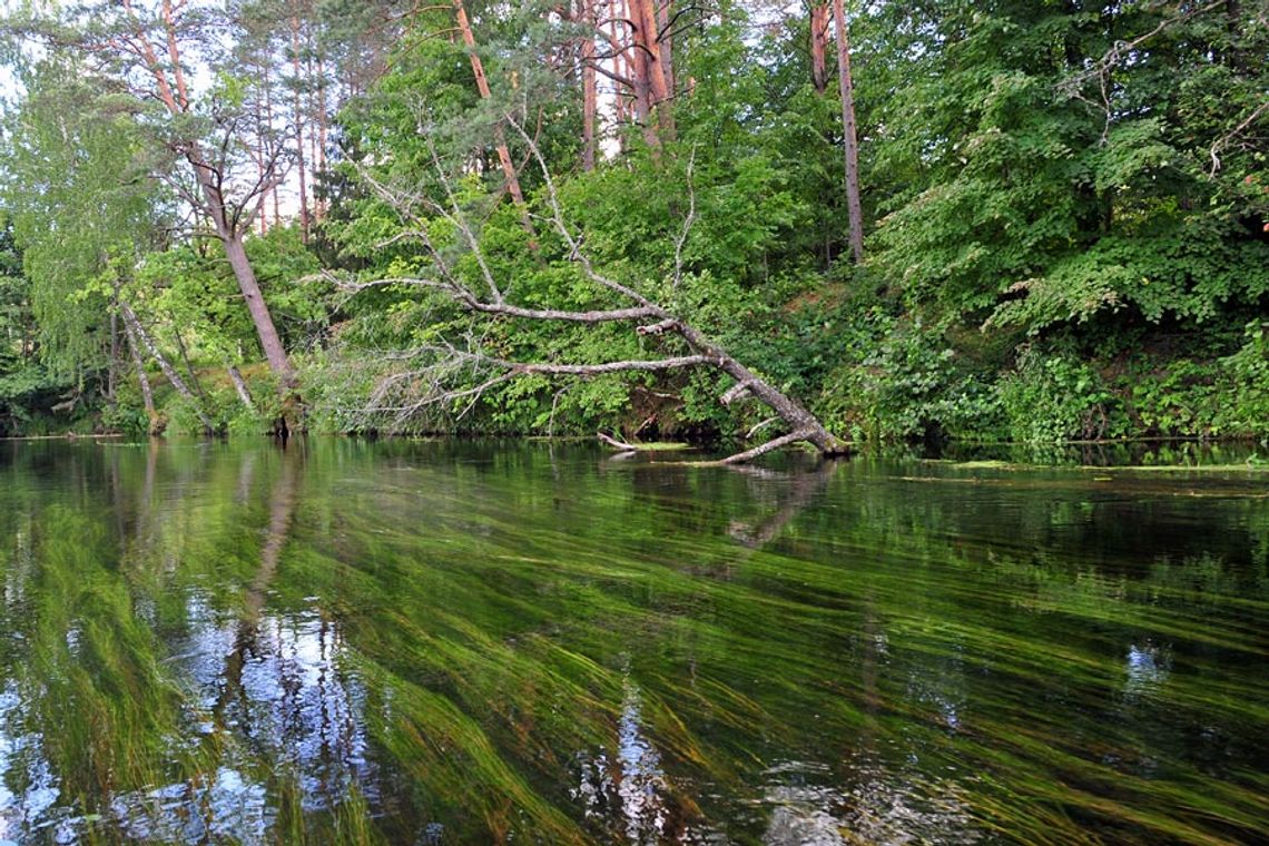 W niedzielę kajakowe sprzątanie Czarnej Hańczy